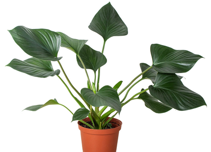 Homalomena 'Emerald Gem'