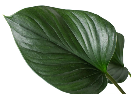 Homalomena 'Emerald Gem'