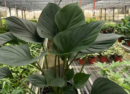 Homalomena 'Emerald Gem'