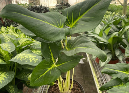 Homalomena Lindenii