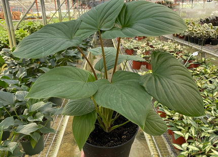 Homalomena 'Red Stem'