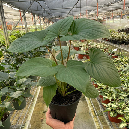Homalomena 'Red Stem' | Live Plant for Indoor & Outdoor | House Plant Decor