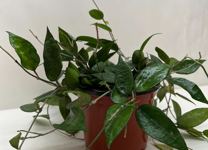 Hoya 'Black Margin'