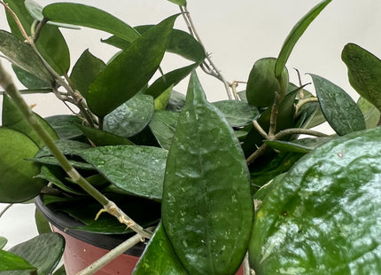 Hoya 'Black Margin'