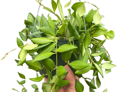 Hoya 'Burtoniae'