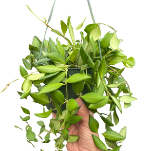 Hoya 'Burtoniae'
