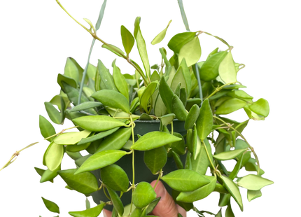 Hoya 'Burtoniae'