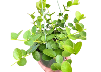 Hoya Cumingiana