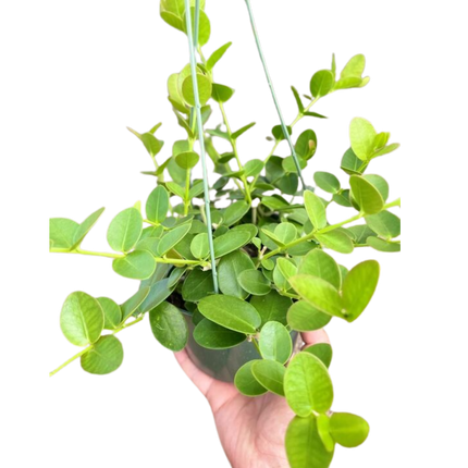 Hoya Cumingiana
