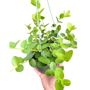 Hoya Cumingiana