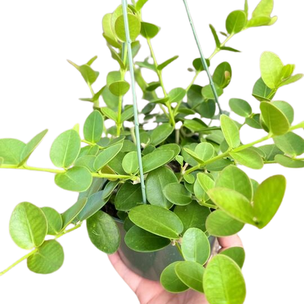 Hoya Cumingiana