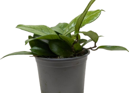 Hoya Fungii