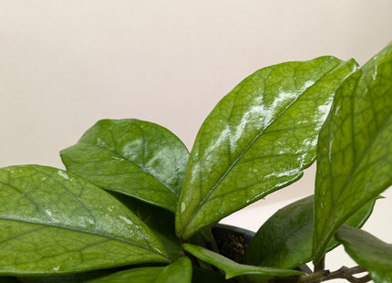 Hoya Fungii
