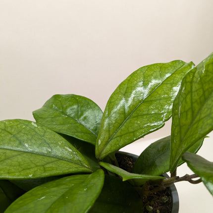 Hoya Fungii