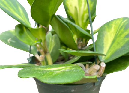 Hoya Heart 'Reverse Variegata'