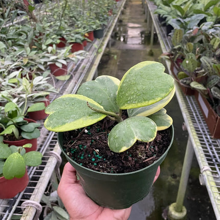 Hoya 'Sweetheart Variegated' | Live Plant for Indoor & Outdoor | House Plant Decor