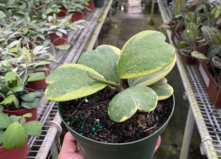 Hoya 'Sweetheart Variegated'