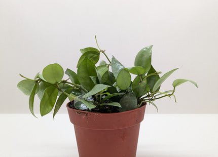 Hoya 'Krohniana Super Silver'