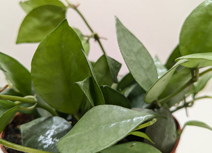 Hoya 'Krohniana Super Silver'