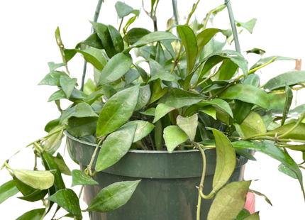 Hoya 'Lacunosa'
