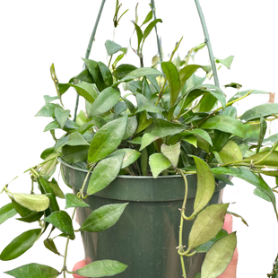 Hoya 'Lacunosa'
