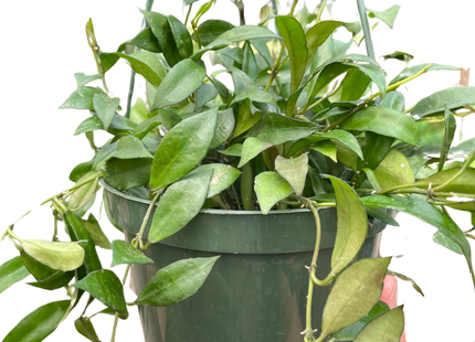 Hoya 'Lacunosa'