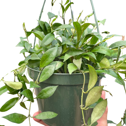 Hoya 'Lacunosa'