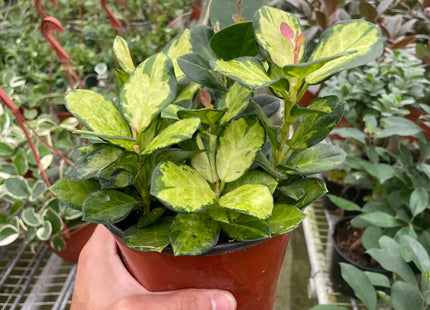 Hoya 'Lisa'