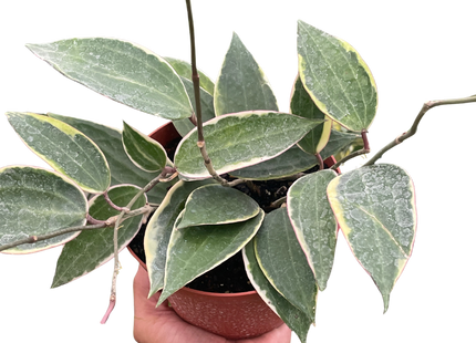 Hoya Macrophylla Variegated