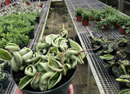 Hoya 'Rope Plant' Variegated
