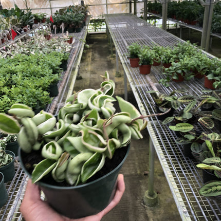 Hoya 'Rope Plant' Variegated