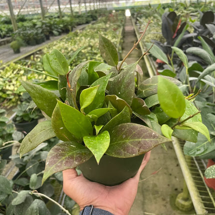 Hoya 'Sunrise' | Live Plant for Indoor & Outdoor | House Plant Decor