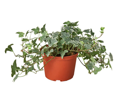 English Ivy 'Glacier'