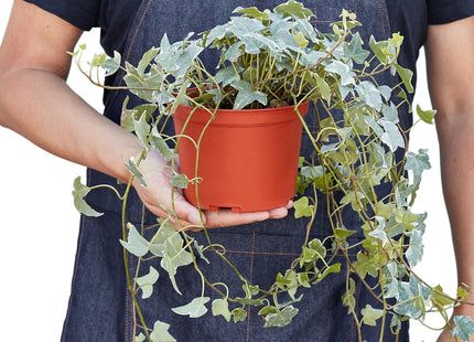 English Ivy 'Glacier'