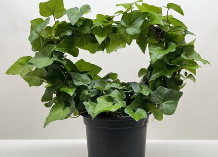 Ivy Green Topiary Heart