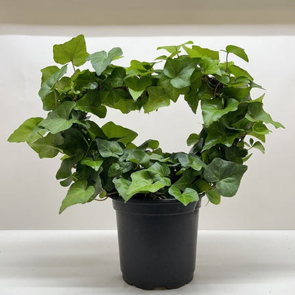 Ivy Green Topiary Heart