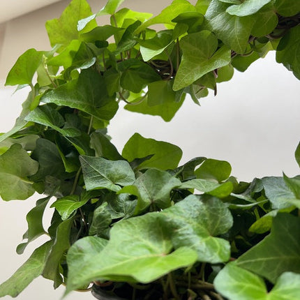 Ivy Green Topiary Heart