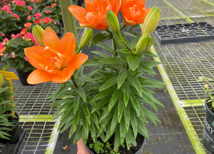 Asiatic liliy (Lilium)