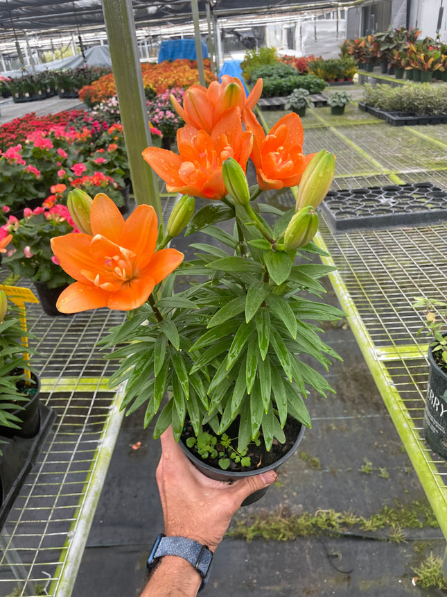 Asiatic liliy (Lilium) | Live Plant for Indoor & Outdoor | House Plant Decor