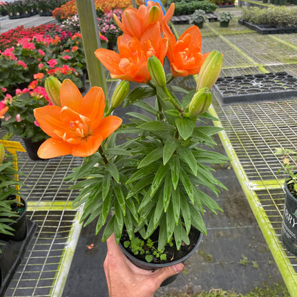 Asiatic liliy (Lilium) | Live Plant for Indoor & Outdoor | House Plant Decor