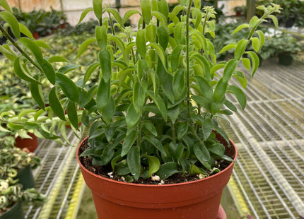 Curly Lipstick Plant