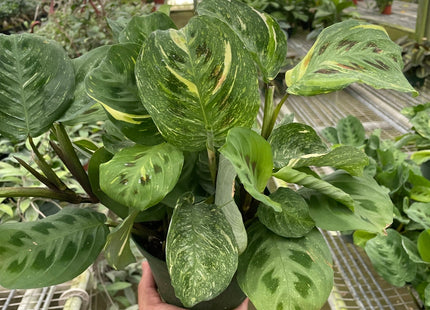 Maranta Variegated 'Beauty Kim'