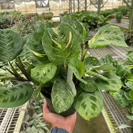 Maranta Variegated 'Beauty Kim'