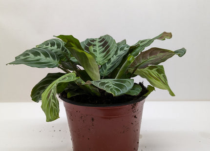 Maranta Black