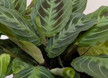 Maranta Black