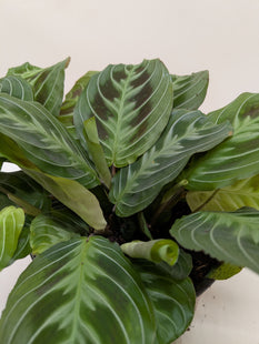 Maranta Black