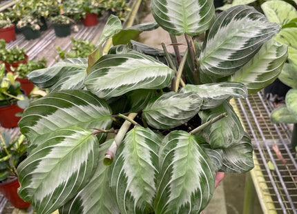 Maranta 'Silver Band'