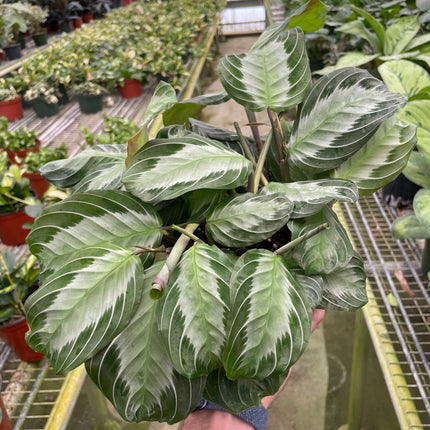 Maranta 'Silver Band' | Live Plant for Indoor & Outdoor | House Plant Decor