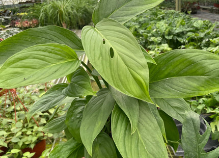 Monstera 'Lechleriana'