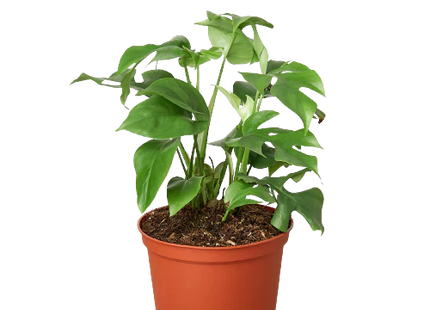 Philodendron Mini Monstera Minima